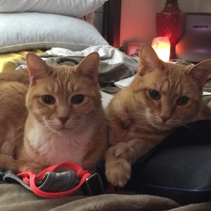 Meet your Posher, Bridgette